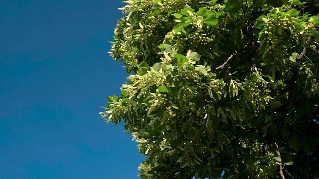 风吹着椴树的叶子和花朵。背景是蓝色的天空。视频素材