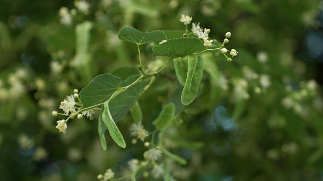 微距特写的菩提树花序与模糊的菩提树的叶子在背景上。视频素材