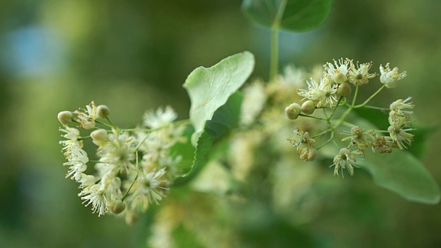 近距离观察小叶子的酸橙花在风中摇曳。背景上模糊的菩提树叶子。视频素材