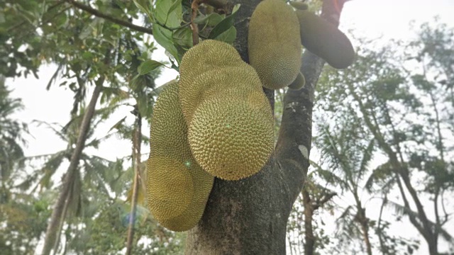 运动镜头的早晨太阳耀斑对杰克果实在杰克树包围椰子树视频素材