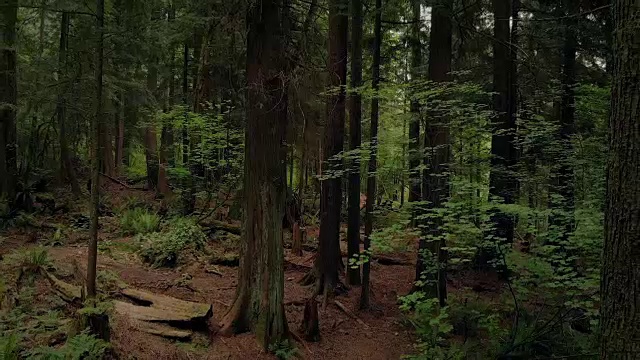 在宁静的林地上空飞翔视频素材