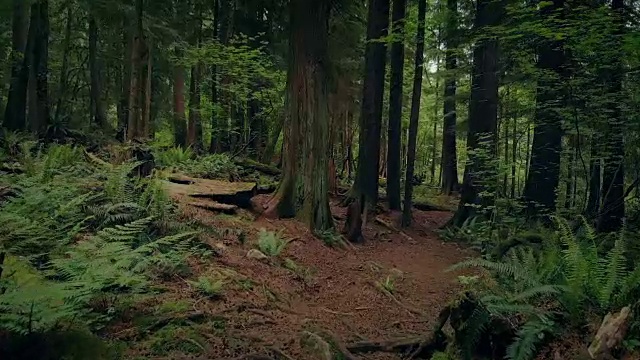 沿着风景优美的森林小路滑行视频素材