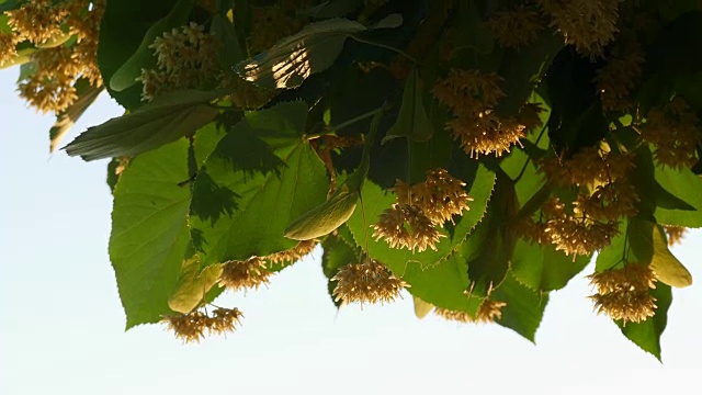 青柠开花的季节-特写视频素材