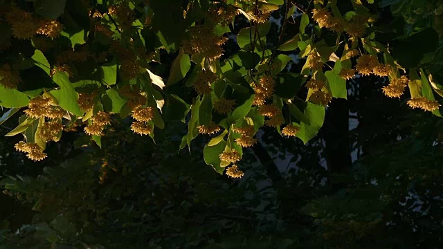 青柠开花的季节-特写视频素材