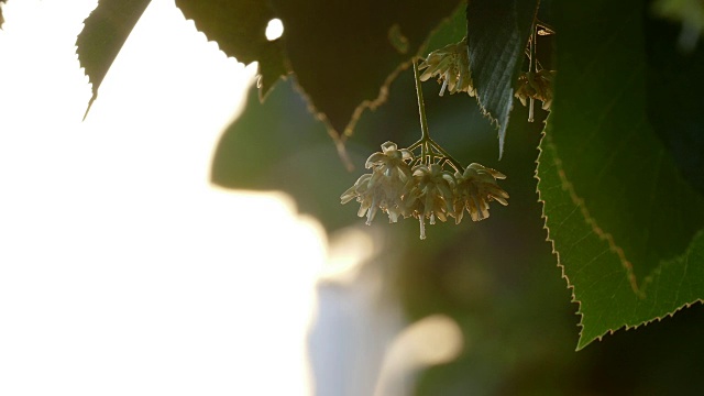 青柠开花的季节-特写视频素材