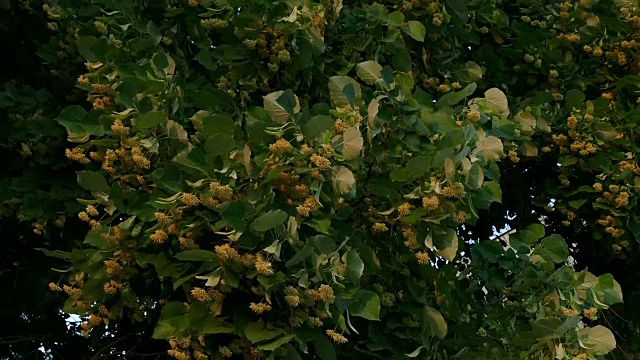 青柠开花的季节-特写视频素材