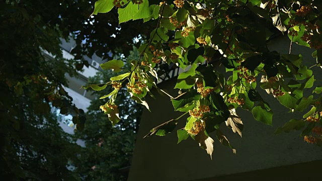 青柠开花的季节-特写视频素材