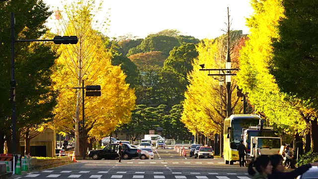 2017年11月21日，日本东京丸之内，交通繁忙，人们穿过被一排排的秋季银杏树环绕的玉子道。后面可以看到故宫的森林。视频素材