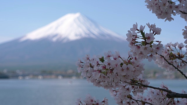 富士山上川口湖上的樱花视频素材