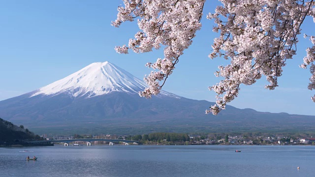 富士山上的樱花在风中摇曳视频素材