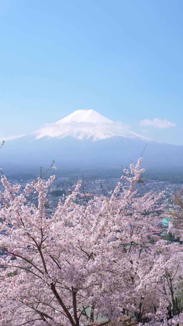 富士山上樱花盛开(垂直方向)视频素材