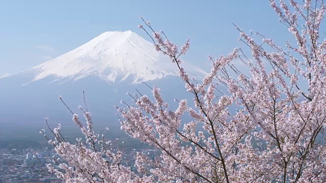 富士山上樱花盛开视频素材