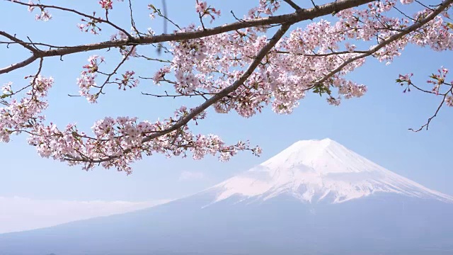 樱花盛开下的富士山视频素材