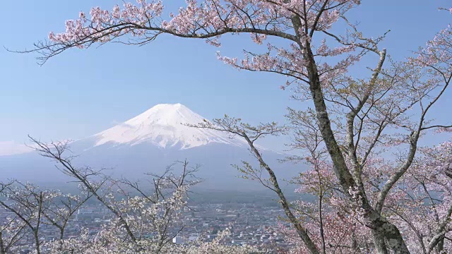 富士山和樱花视频素材