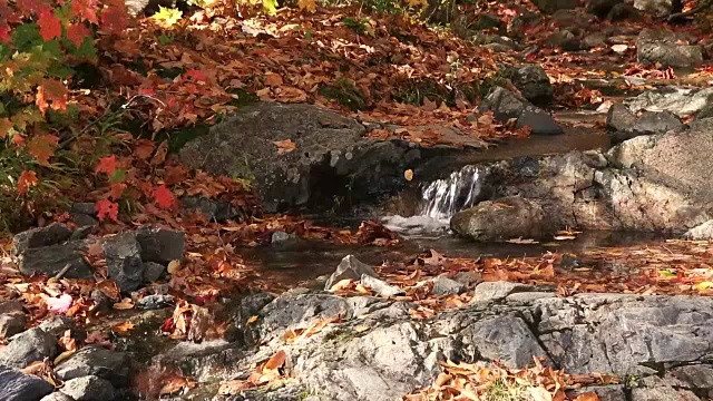 小溪小溪秋日枫叶视频素材