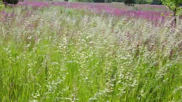 盛开的野花。视频素材