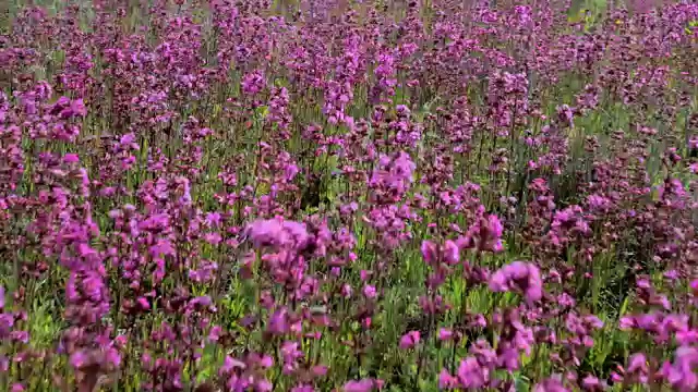 盛开的野花。视频素材