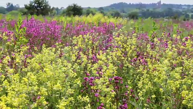 盛开的野花。视频素材