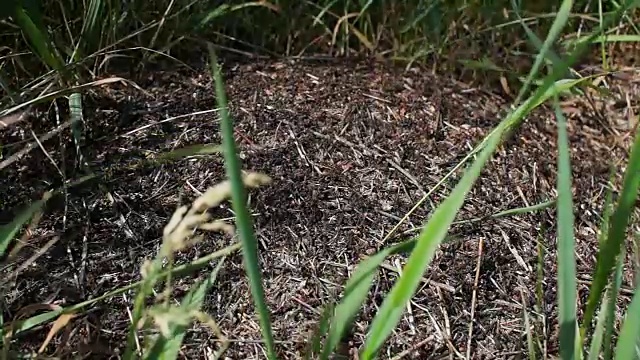 蚂蚁的殖民地。野外生活。微距摄影。视频素材