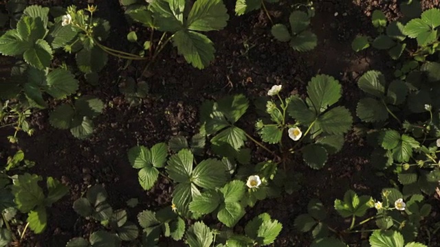 花园里一朵朵草莓花，俯视图视频素材