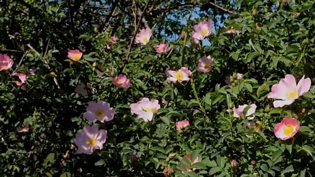 蔷薇花和昆虫采集花粉视频素材