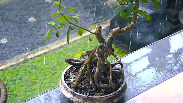 雨中的日本盆景树，印尼巴厘岛视频素材