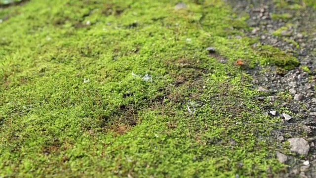 全景新鲜的绿色苔藓。纹理和背景视频素材