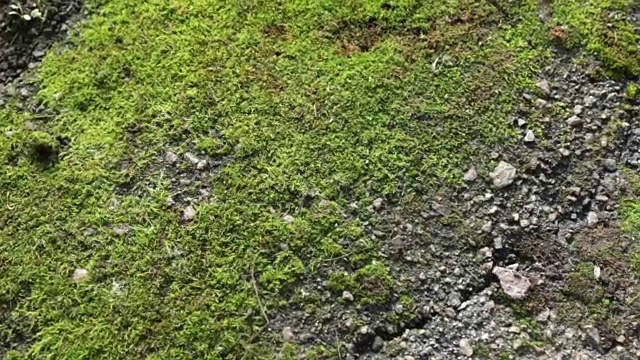 全景新鲜的绿色苔藓。纹理和背景视频素材