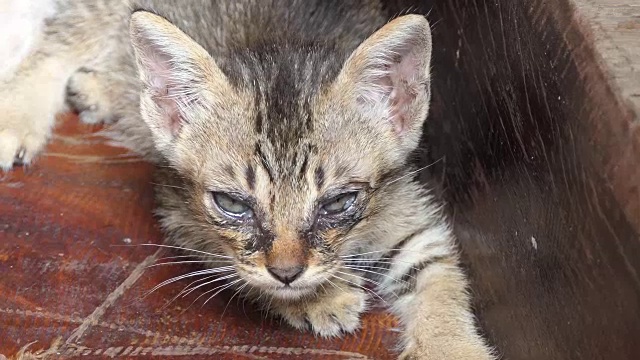 条纹的小猫的猫视频素材