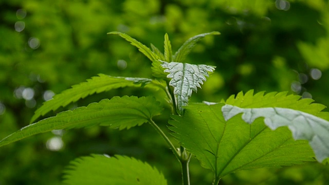 清新绿荨麻在春风中。静态摄像机的录像拍摄视频素材