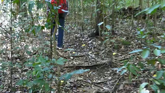 在森林里背着背包的资深徒步旅行者视频素材