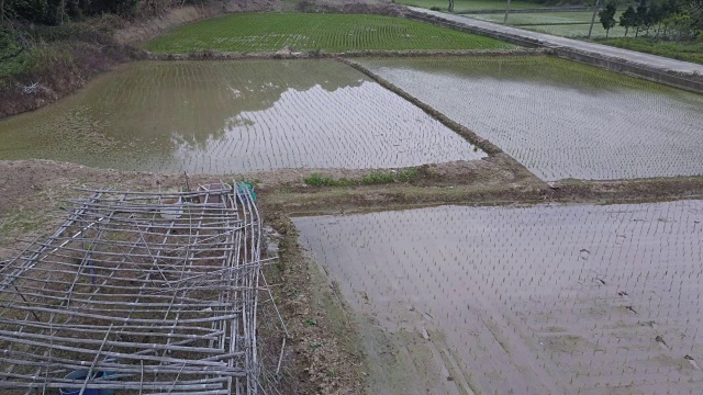 台湾新竹稻田视频素材