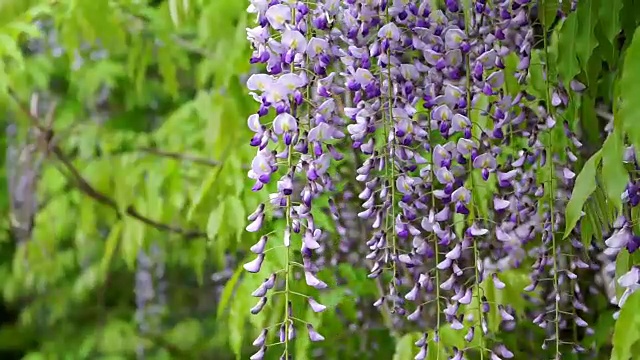 春风吹过悬挂的紫水晶紫藤花视频素材