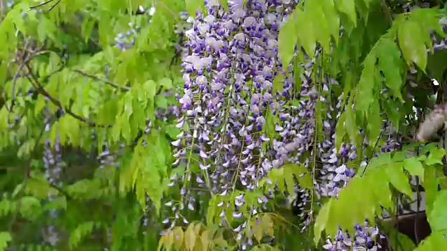 春风吹过悬挂的紫水晶紫藤花视频素材