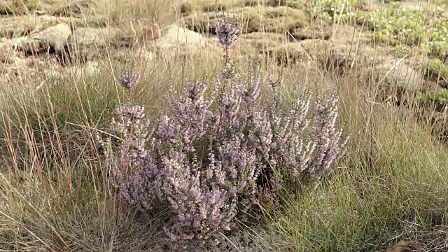 鲜花和苔藓视频素材