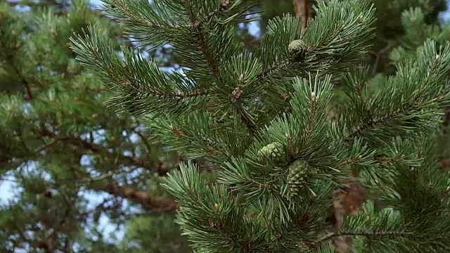 带球果的松枝视频素材