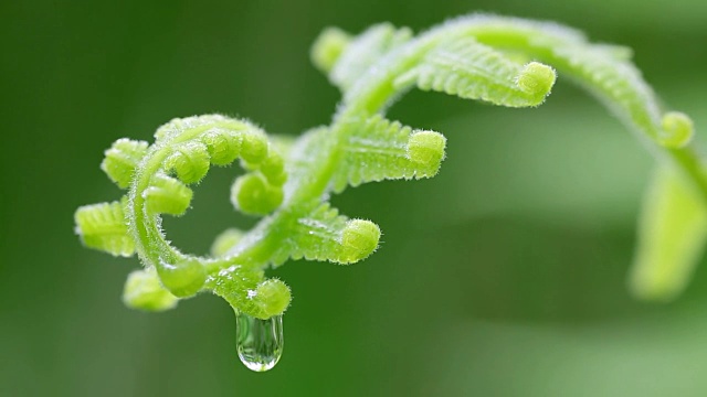 螺旋形的蕨叶，有水滴随风摇曳视频素材