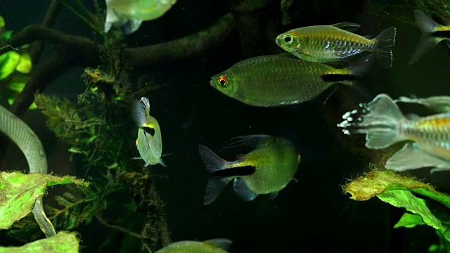 水族馆里的异国热带鱼视频素材