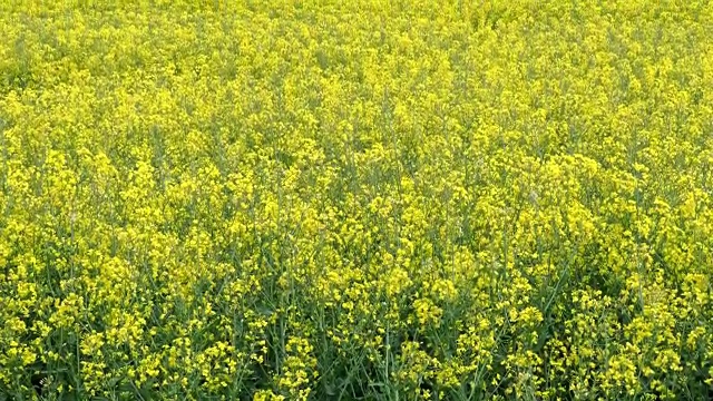 油菜田(甘蓝型油菜)。植物用于植物油、绿色能源和生物柴油。视频素材