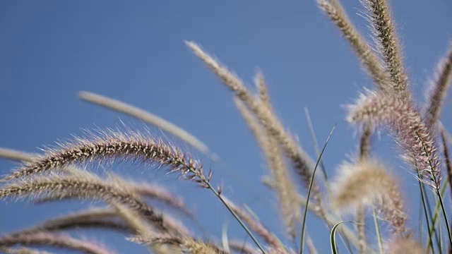 黄色的草在蓝天的映衬下缓缓摇曳视频素材