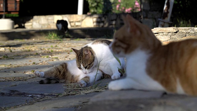 公园里的虎斑猫和其他猫视频素材