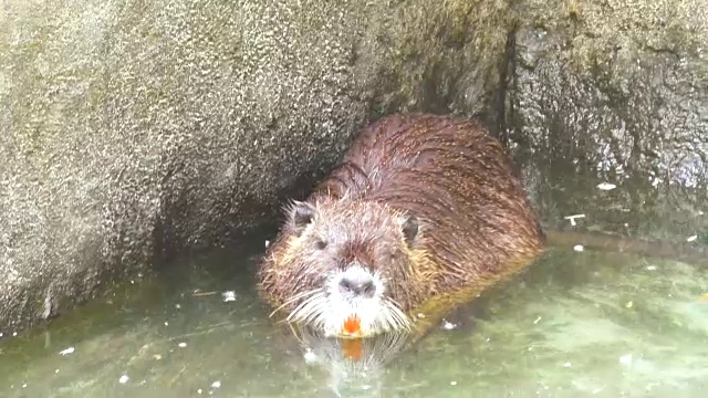 麝鼠漂浮在水面上。视频素材