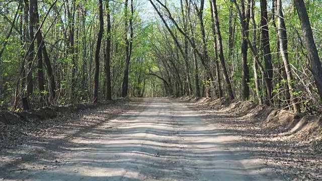 森林泥土路在夏天视频素材