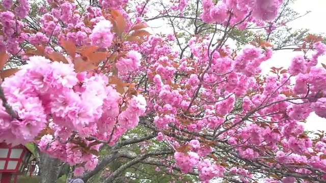 樱花视频素材