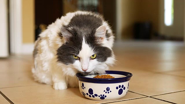 长毛猫在吃食物视频素材