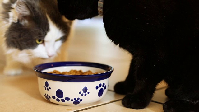 猫在食物盘互动视频素材