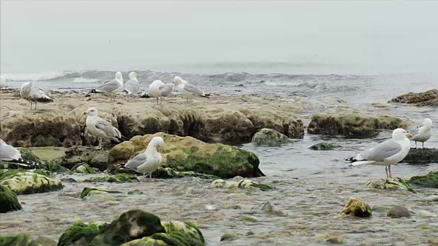 海鸥飞着，坐在岩石上。视频素材