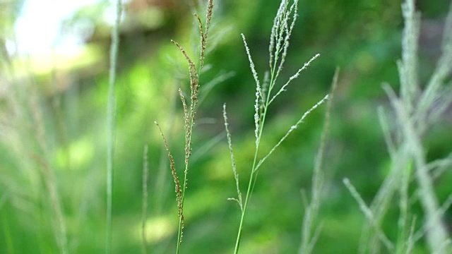 自然与风，草花逆风视频素材