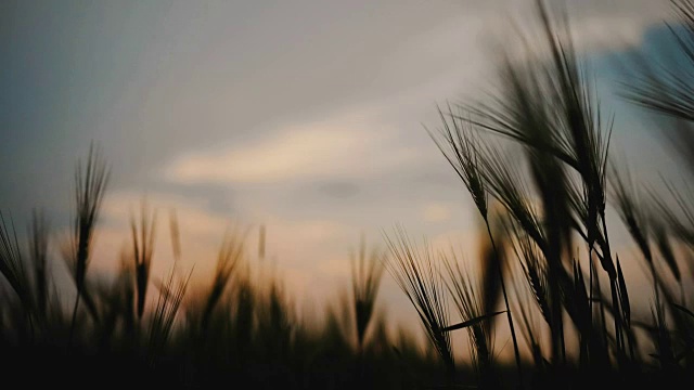 小麦在蓝色的时刻被微风轻轻吹动。晚霞的剪影映在天空的光影背景上视频素材