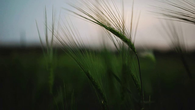 青色的小麦微微被蓝时的微风吹动。晚霞的剪影映衬在黄昏的天空中视频素材